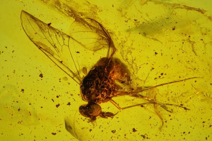 Detailed Fossil Dance Fly (Empididae) In Baltic Amber #142200
